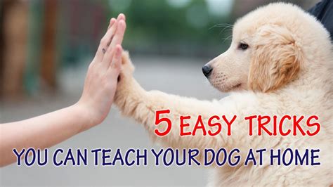 5 Easy Tricks You Can Teach Your Dog At Home Youtube