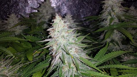 Royal Queen Seeds Blue Cheese Grow Diary Journal Week12 By Growzex
