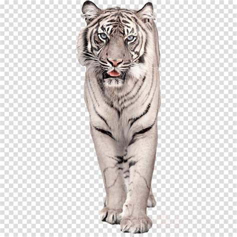 White Tiger Png Clipart 10 Free Cliparts Download Images On