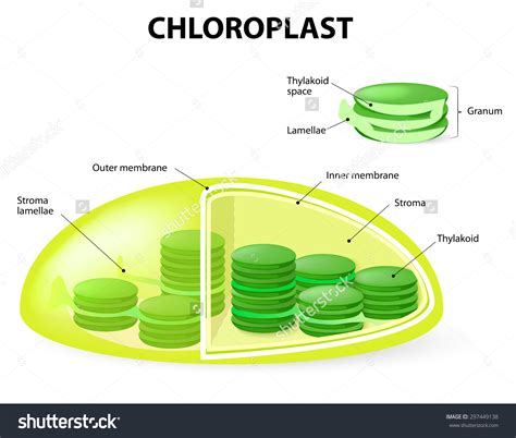 Maybe you would like to learn more about one of these? Chloroplasts clipart - Clipground
