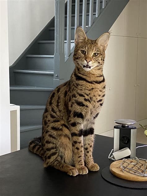As breeders, we almost always hear questions about savannah cat size. F1 Savannah Cat Size Comparison