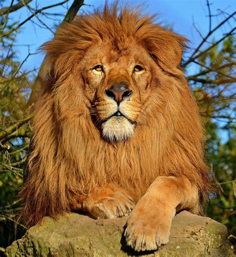 Lion Dafrique Commonsfeatured Picturesanimalsmammalscarnivora
