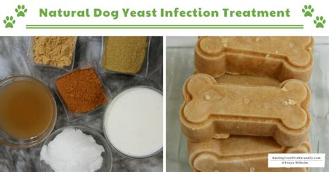 Yeast Infection In Dogs Natural Dog Yeast Infection Treatment