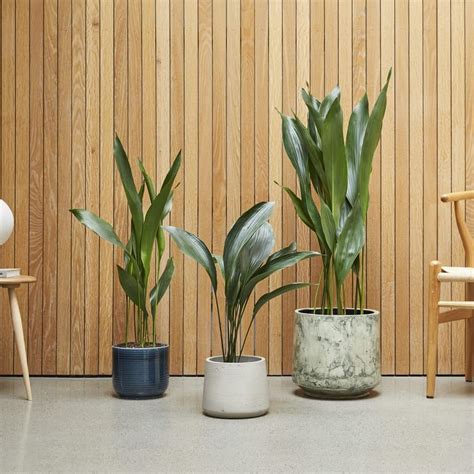 Aspidistra Cast Iron Plant Indoor Plants In London Patch In 2021