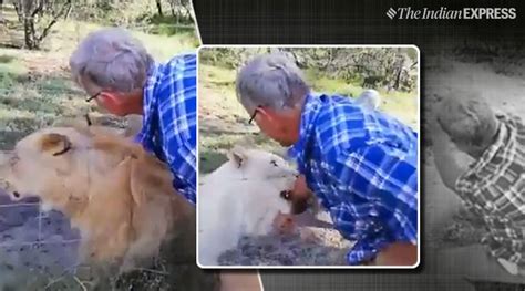 Video Man Seriously Injured As He Tries To Stroke Caged Lion