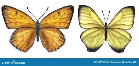 Beautiful Yellow Orange Butterflies Hand Drawn Watercolor Illustration