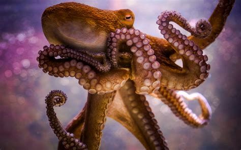 Photo HD Octopus