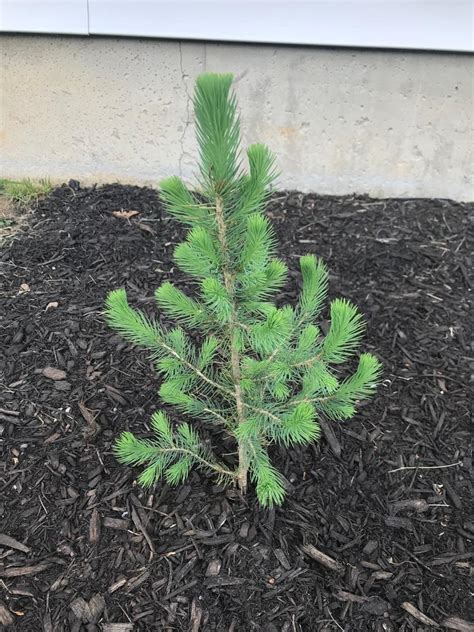 Blue Wonder Spruce Trees For Sale