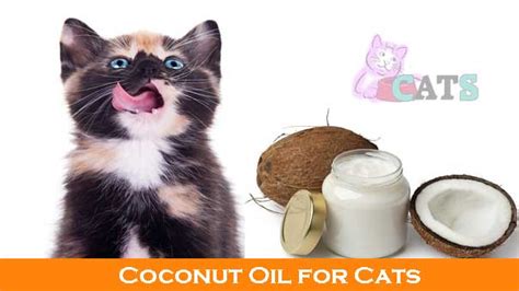 Detangling coconut oil conditioner for dogs. Coconut Oil for Cats and its Advantages | Can Cats Have ...