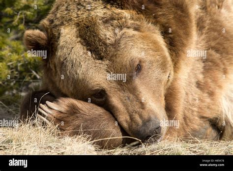 Grizzly Bear Ursus Arctos Horribilis Sleeping Montana Stock Photo