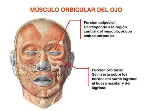 Músculos De La Expresión Facial