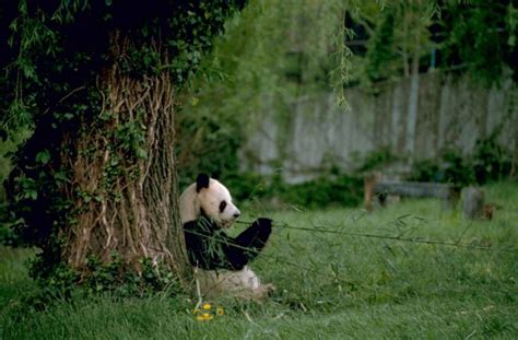 Kostenlose Bild Riese Panda Gefährdet Specie