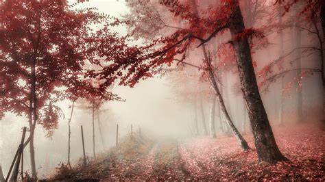 Foliage Path With Fog On Fall Season 4k 5k Hd Nature Wallpapers Hd