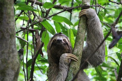 How Have Animals Adapted To The Rainforest Environment Internet