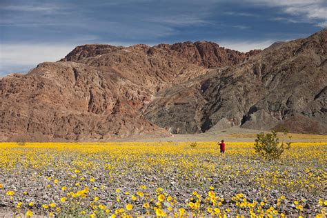Recently, the valley burst into a beautiful sea of gold and purple flowers that's unlike anything seen in over a decade, when a rare super bloom. Springing to life in Death Valley | Las Vegas Blogs