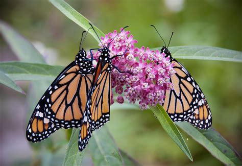 Monarch Butterflies have lost a Champion | Accent on Natural Landscaping