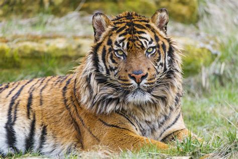 The Male Sumatran Tiger Lying Well A Shot Of The Male Suma Flickr