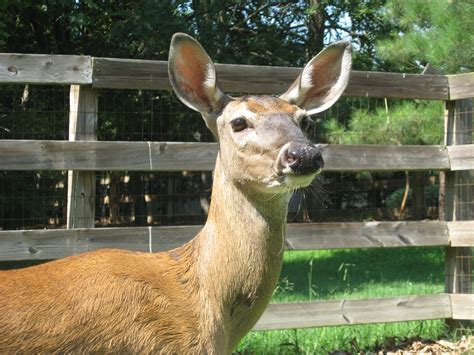 Filepet Deer Wikimedia Commons