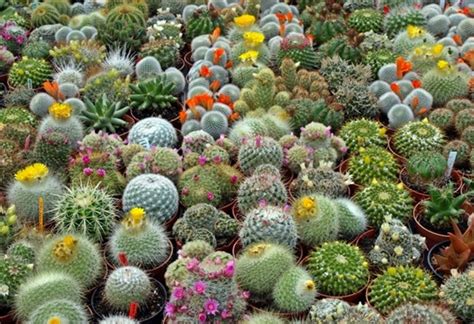 Kaktus mini, kaktus hias, kaktus unik (k10). 6 Cara Merawat Tanaman Kaktus dan Jenisnya - IlmuBudidaya.com