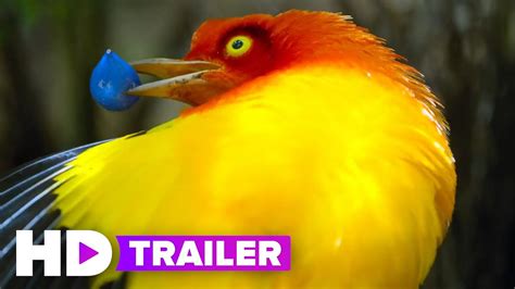 Dancing With The Birds Trailer 2019 Netflix Youtube