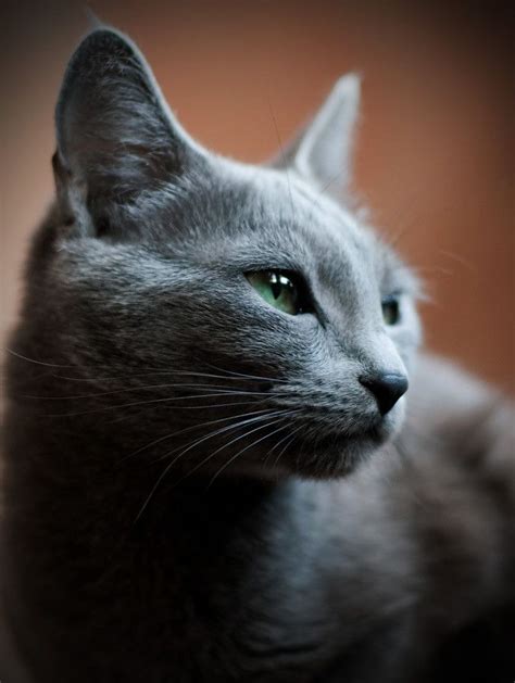6 Beautiful Gray Cat Cats Types