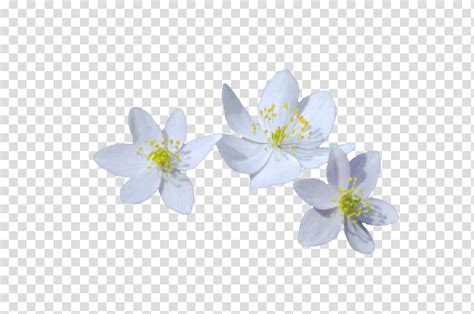 Free Download White Flowers Transparent Background Png Clipart