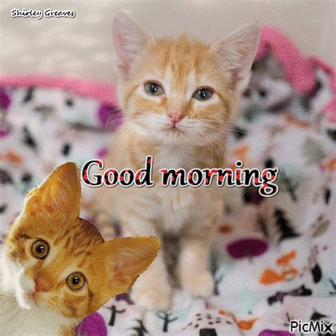 Kitty Good Morning  Pictures Photos And Images For Facebook
