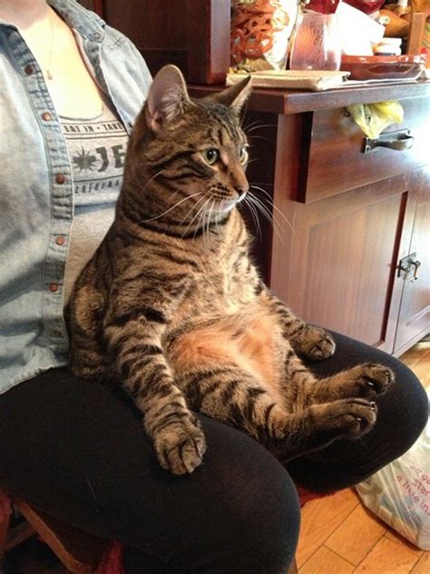24 Hilarious Photos Of Cats Sitting Awkwardly 8 Cracked Me Up LOL