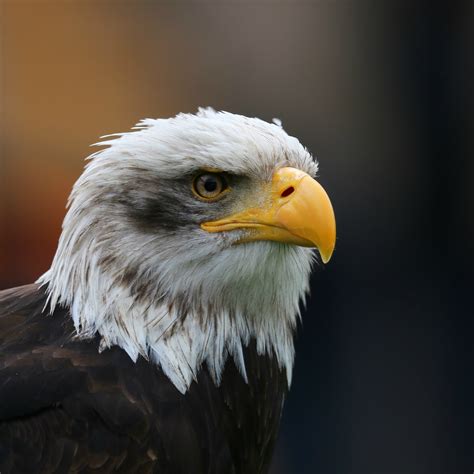 Filebald Eagle Head Sq Wikimedia Commons