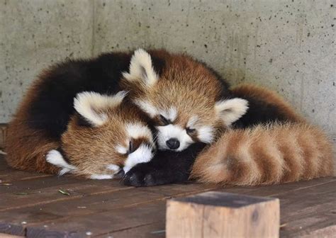 Two Red Panda Cubs Cuddle Together On A Wooden Platform