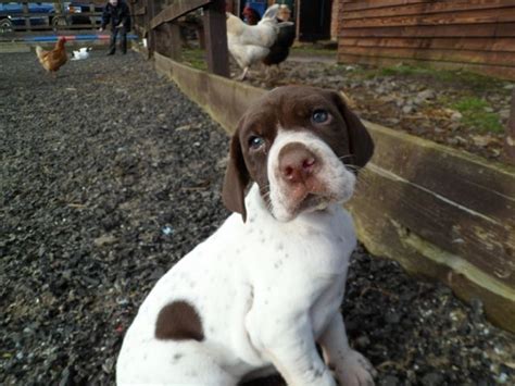 All pups have been wormed, have had their dew claws removed, and h… English Pointer Puppies | Crewe, Cheshire | Pets4Homes