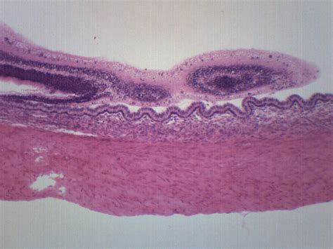 Mammalian Retina And Tapetum Prepared Microscope Slide 75x25mm