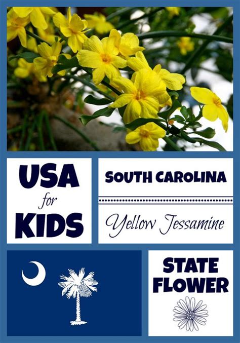 South Carolina State Flower Yellow Jessamine Usa Facts For Kids Usa