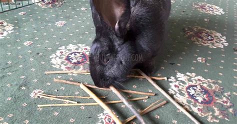 We may earn money or products from the companies mentioned in this post through our independently even though your rabbit can eat plenty of grass once they're accustomed to it, it's important to offer them a diet with plenty of variety. Rabbit eating twigs | Bunny, Willow wood, Types of wood
