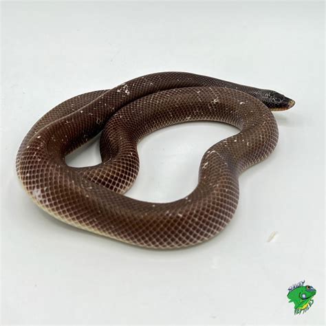 Spotted Python Adult Strictly Reptiles Inc