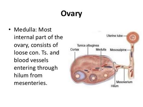 Ovary Anatomy Anatomical Charts And Posters
