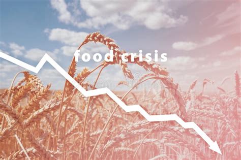 Food Crisis Cereal Crop Failure The Shortage Of Bread Russian