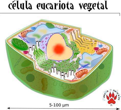 Citoplasma Celula Vegetal