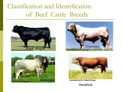 ppt identifying major breeds of beef cattle powerpoint presentation