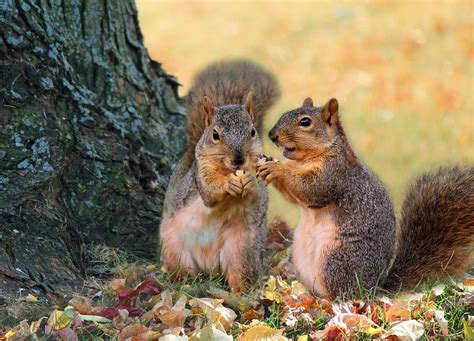 Squirrels In Fall Pictures Autumn Squirrels Photograph Cute