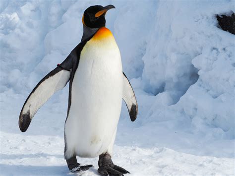 Emperor Penguin Facts Critterfacts