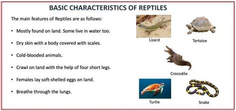 Kingdom Animalia Classification Characteristics And Examples Selftution