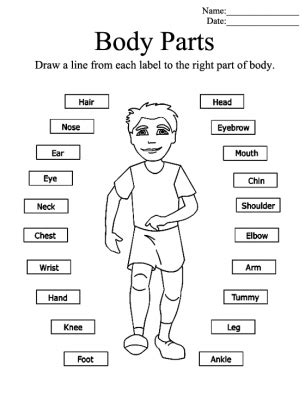 Body parts worksheets for kindergarten. Pin on Educational Activities