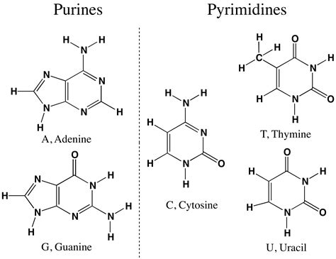 Chemical Structural Formulas Of Purine And Pyrimidine Nitrogenous Bases