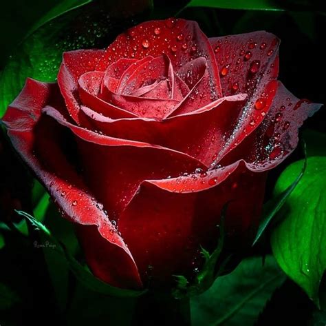 Троянди розы Фото цветов Красивые цветы Розы
