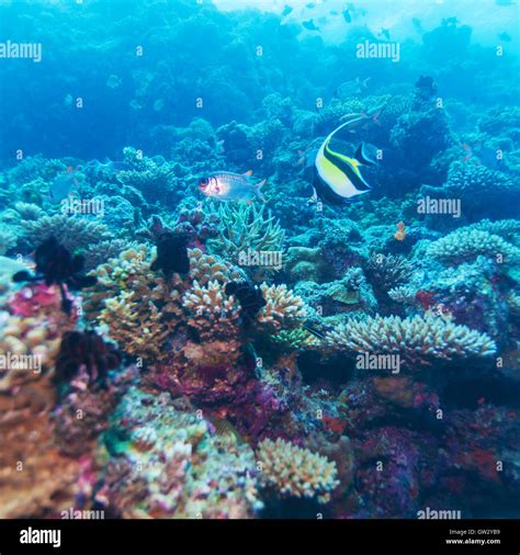 Maldives Moorish Idol Sea Hi Res Stock Photography And Images Alamy