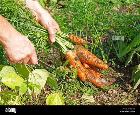 Harvesting Carrots In Garden Hand Pulling Carrots Out Of Soil Stock