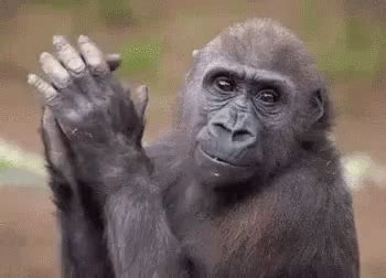 Monkey Slow Clap GIF Monkey Slow Clap Slow Clapping Discover Share GIFs