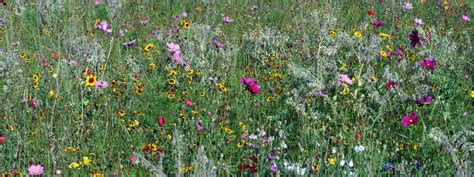 Wildflower Meadows Are The Most Labour Intensive Gardening You Ll Ever Do