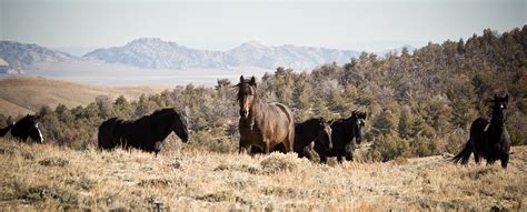 Watchful Wild Wild Horses Green Mountain Wyoming Photograph By